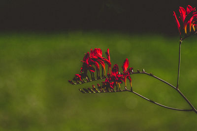 Close-up of red flowering plant
