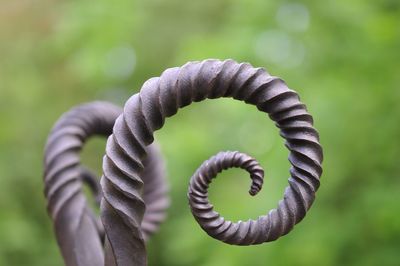 Close-up of fern