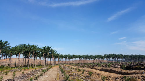 Scenic view of farm against clear blue sky