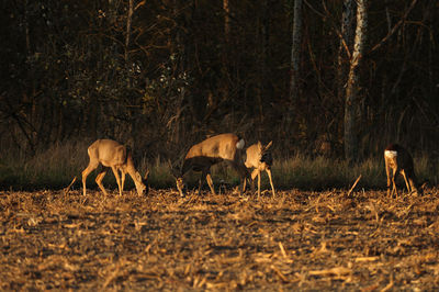 Horses in a forest