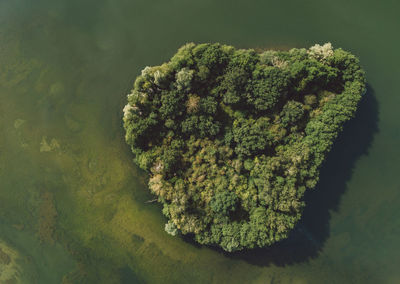 Directly above aerial shot of trees surrounded by lake