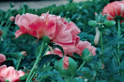 Close-up of pink flowering plant