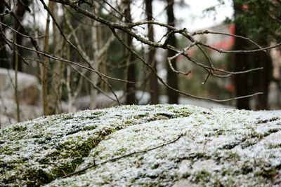 Close-up of snow covered tree