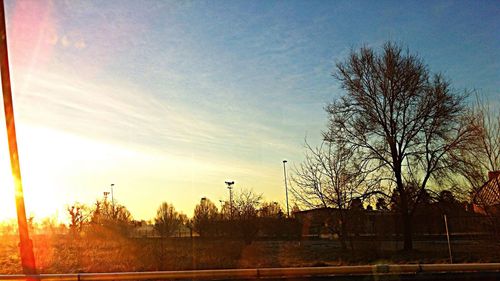 Bare trees on field at sunset