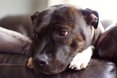 Close-up of staffordshire bull terrier relaxing on sofa at home