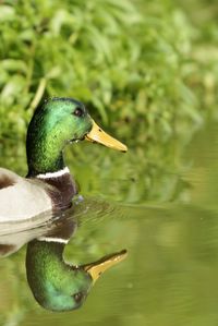 Side view of a duck in lake