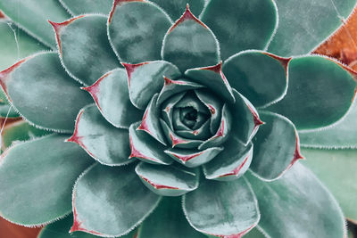 Close-up of succulent plant