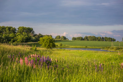 Scenic view of lavender field against sky