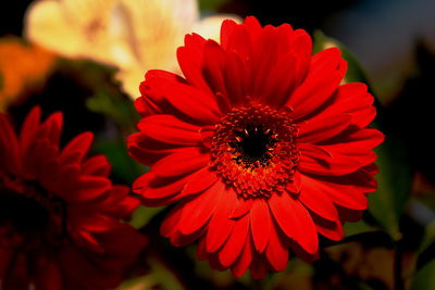 Close-up of red flower