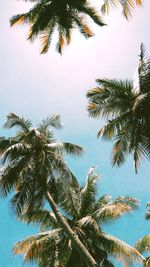 Low angle view of palm trees against sky