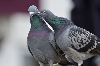 Close-up of pigeons perching outdoors