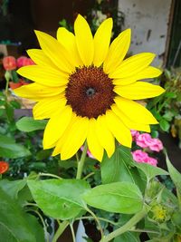 Close-up of yellow flower blooming outdoors