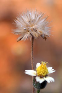 Close-up of white dandelion flower