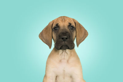 Portrait of dog against blue background