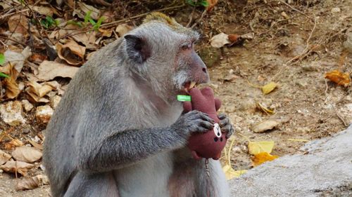 Monkey eating food