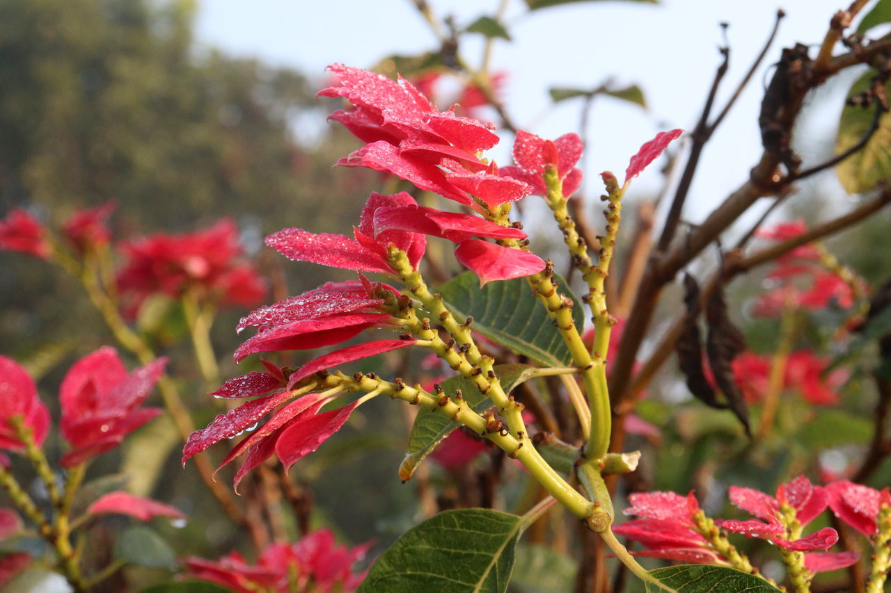 plant, flower, beauty in nature, leaf, plant part, nature, flowering plant, blossom, shrub, red, growth, close-up, autumn, tree, focus on foreground, no people, freshness, outdoors, pink, day, fragility, food and drink