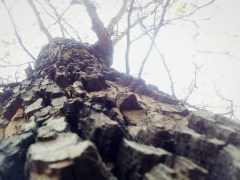 Low angle view of tree trunk against clear sky