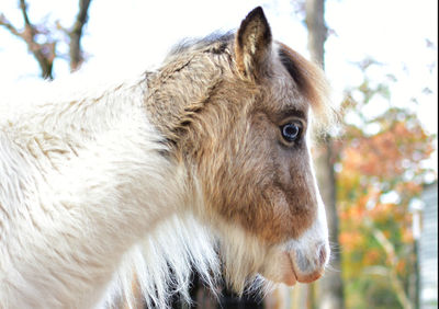 Close-up of a horse