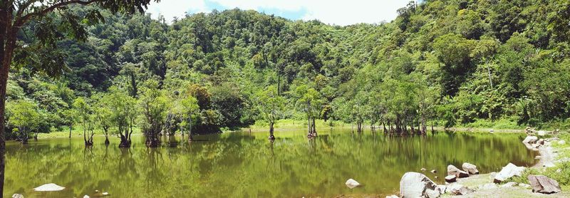 Scenic view of lake in forest