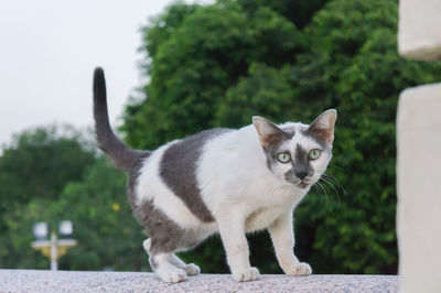 Portrait of cat looking at camera