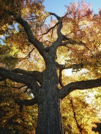 Low angle view of tree