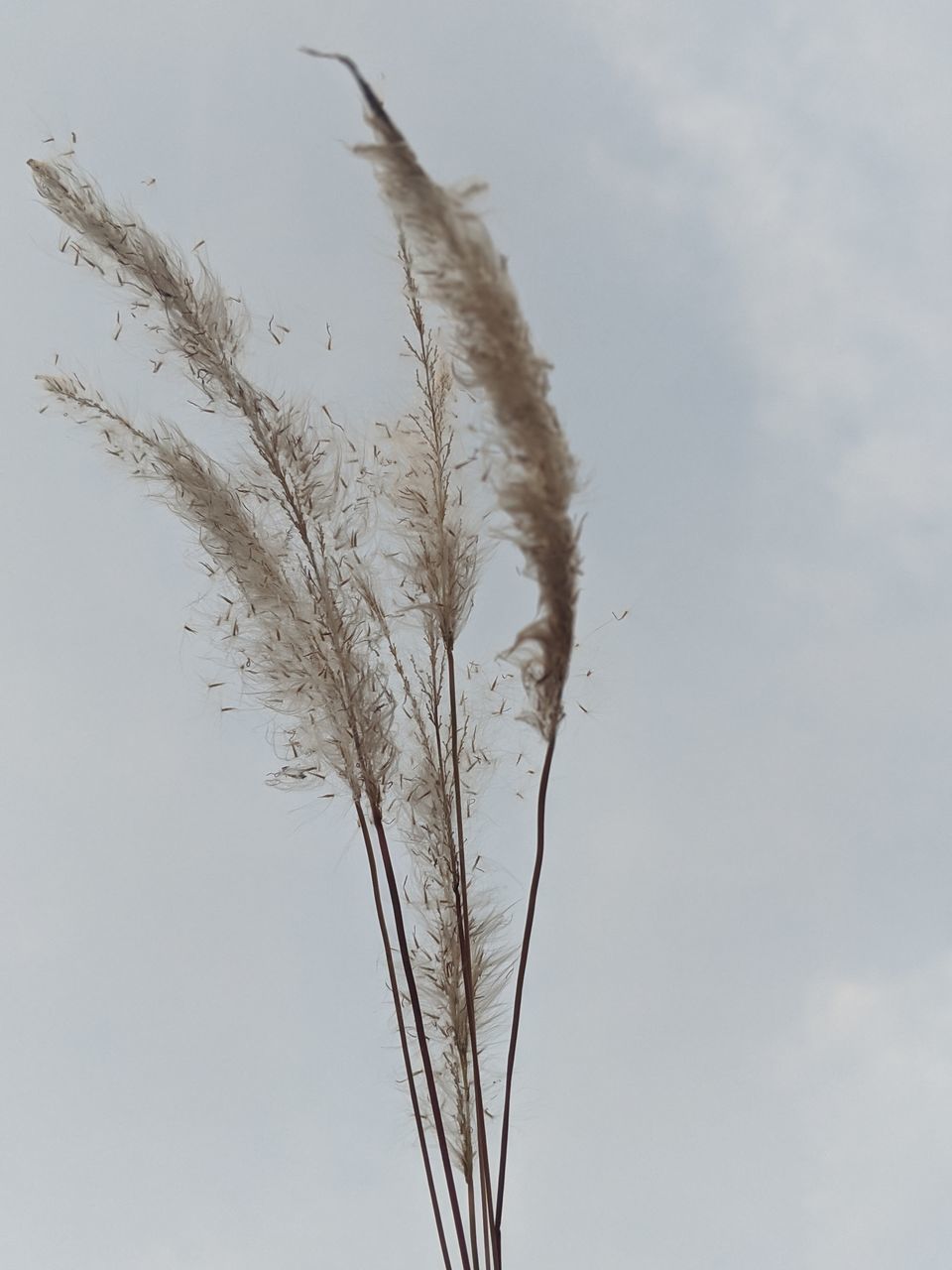 LOW ANGLE VIEW OF REEDS AGAINST SKY