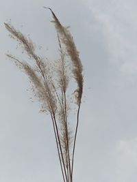 Low angle view of stalks against sky