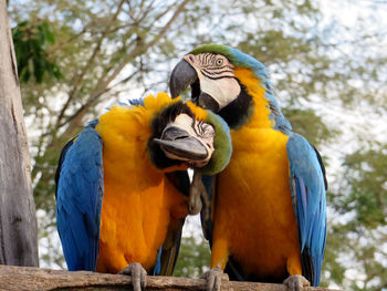 Close-up of parrots against trees