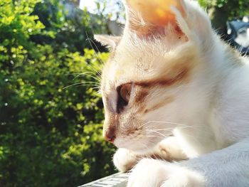 Close-up of a cat looking away