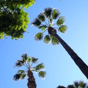 Low angle view of palm tree against clear blue sky