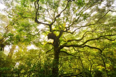 Low angle view of trees in forest