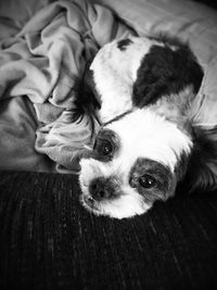 Close-up of dog lying on sofa