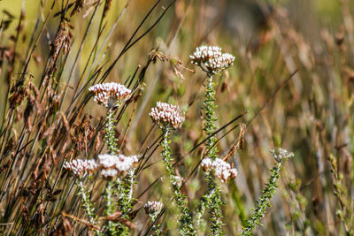 Close-up of white flowering plants on field