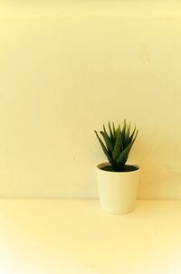 Close-up of potted plant against white background