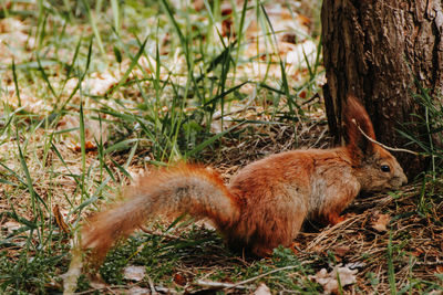 Squirrel on tree trunk