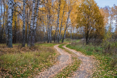 Road amidst trees in forest during autumn