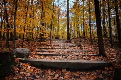 Trees growing in forest during autumn