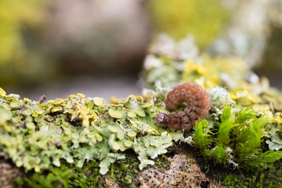 Close-up of worm on lichens