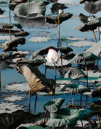 View of birds in lake