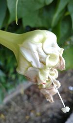 Close-up of white flower