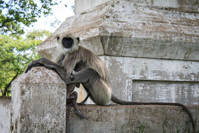 Monkey sitting on tree