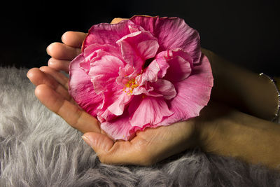 Close-up of hand holding pink flower