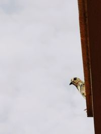 Low angle view of bird against sky