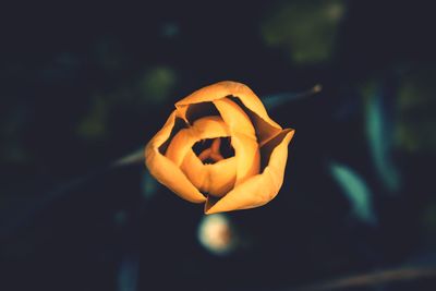 Close-up of rose against blurred background