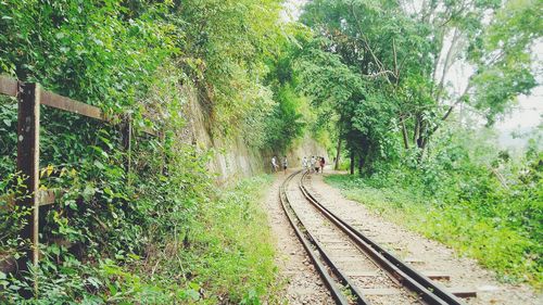 Railroad track in forest