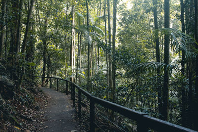 View of trees in forest