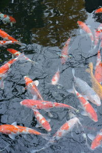 High angle view of koi carps swimming in pond