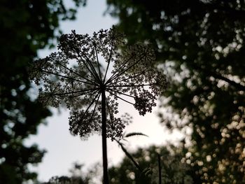 Low angle view of flowering plant against sky