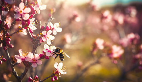 Close-up of bee pollinating on flower