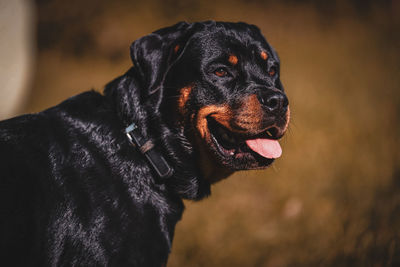 Letti the rottweiler in portrait